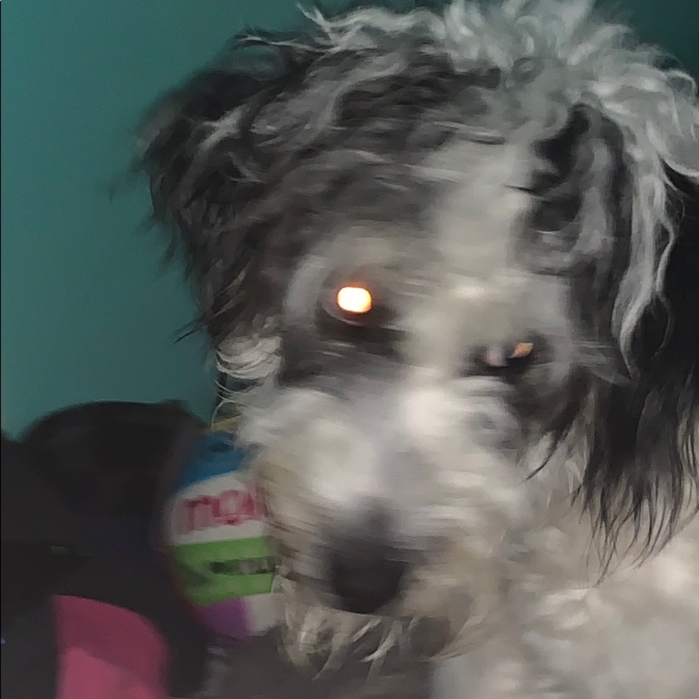 Meet your Posher, Zoey